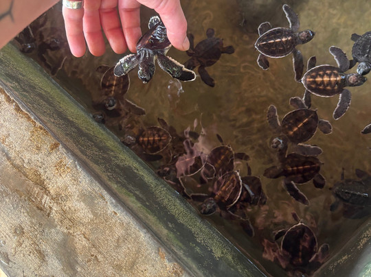 Island Divvy Tours-卡卢特勒必去景点