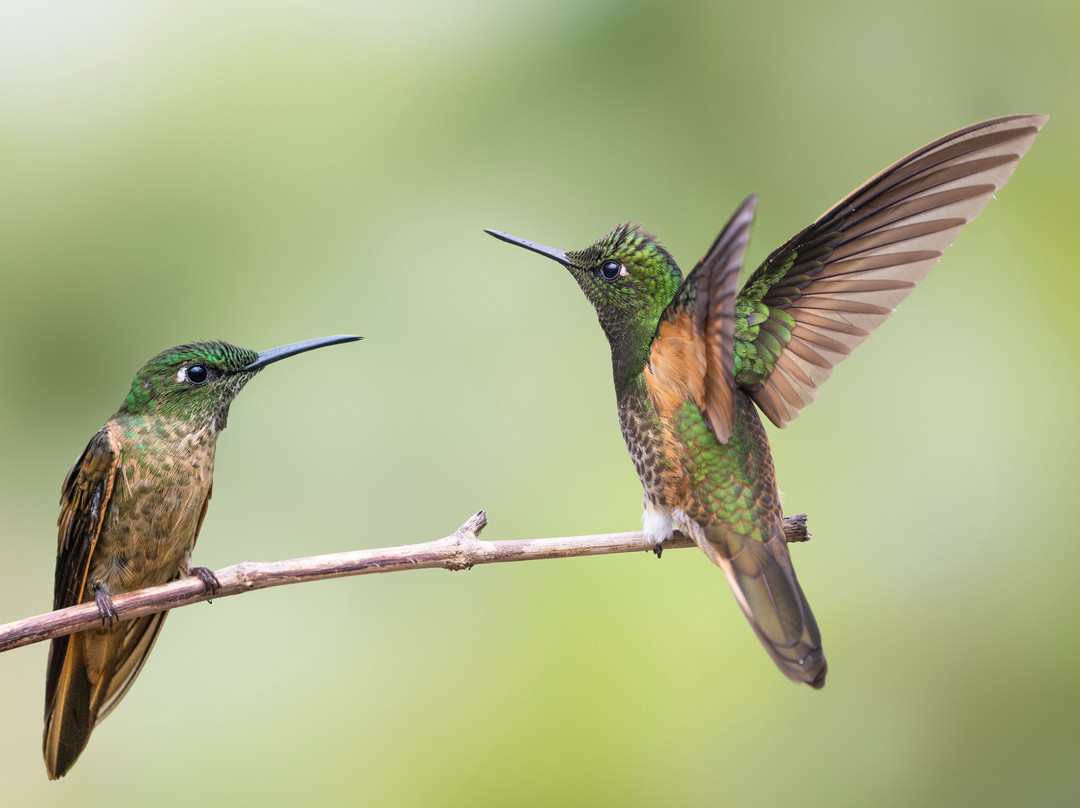 Refugio Paz de las Aves主图