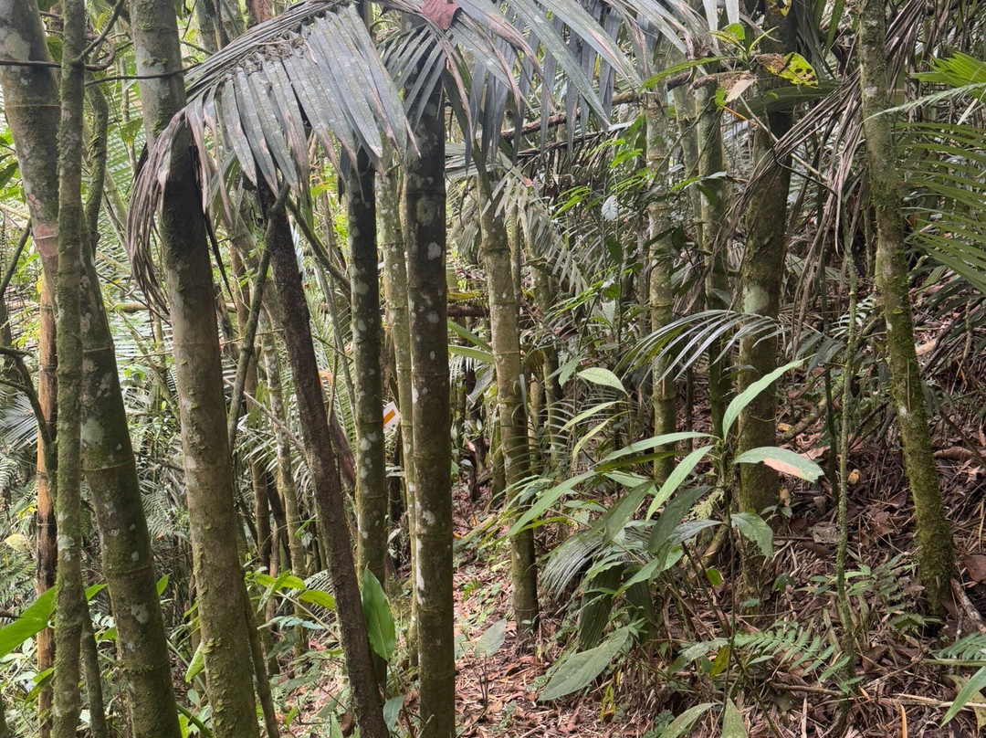 Kasaguadua Natural Reserve-萨伦托必去景点