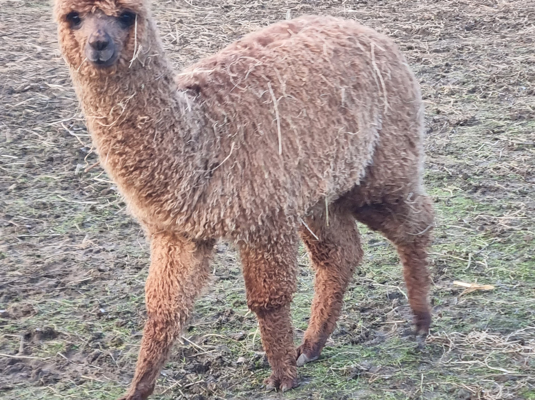 Mochica Alpacas景点图片