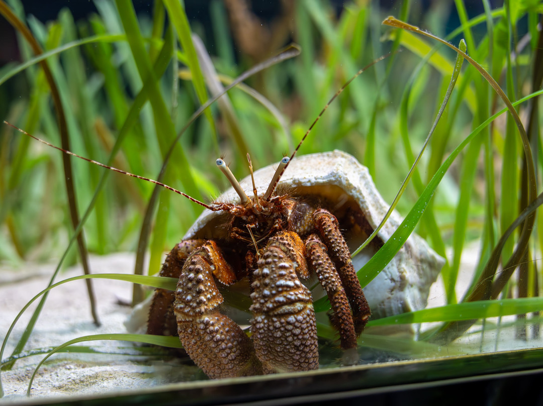 Mote Marine Laboratory & Aquarium-萨拉索塔必去景点