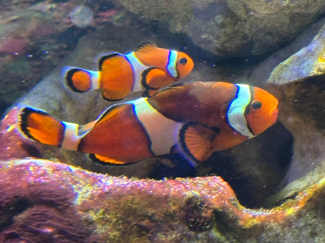 SEA LIFE Hunstanton景点图片