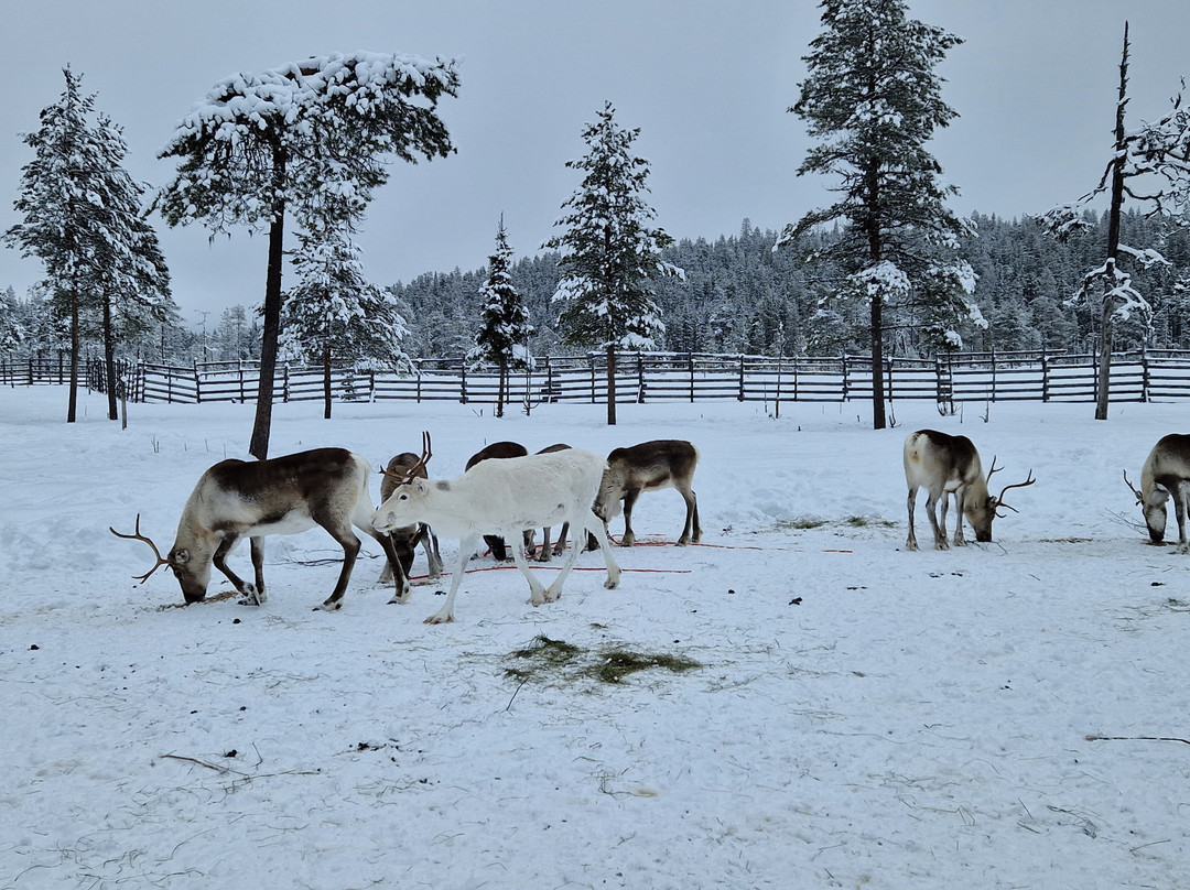 Salla Wilderness Park-Salla必去景点