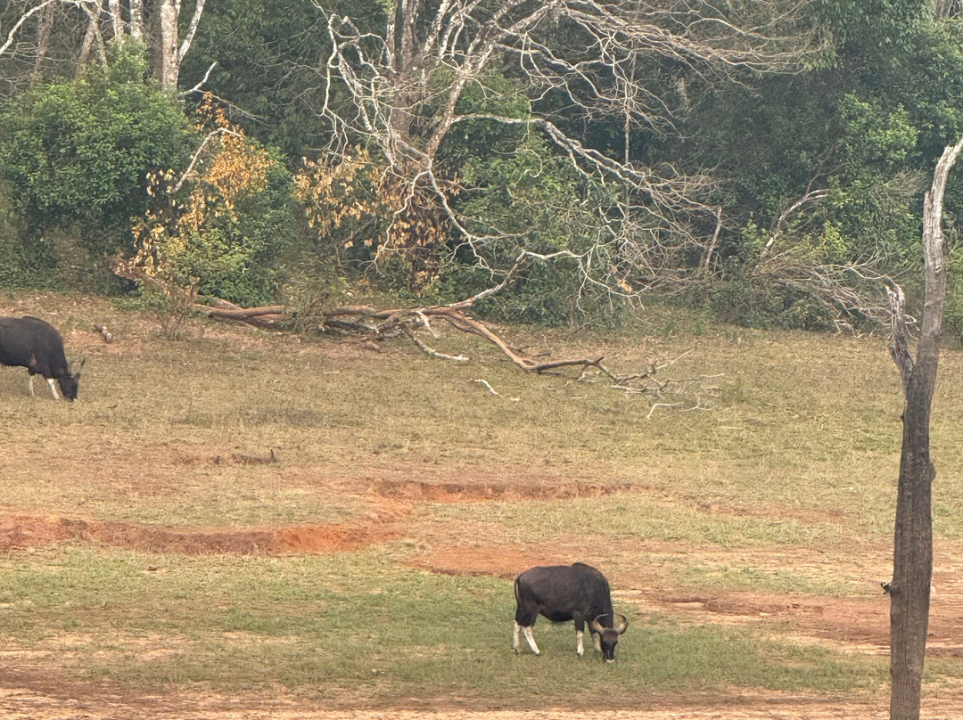 Periyar Wildlife Sanctuary景点图片