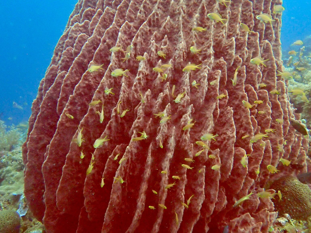 Bernds Tauchsafari-安达必去景点