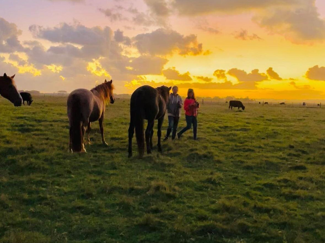 Eco Equus Cabalgatas-La Pedrera必去景点