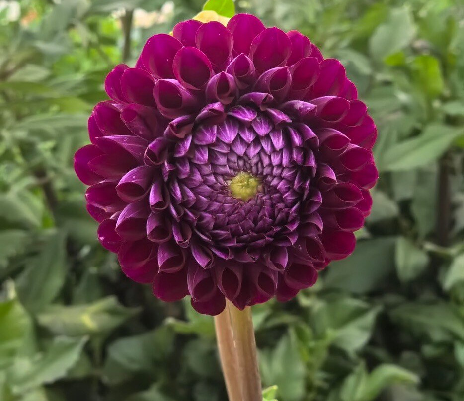 Adene's Farm Flowers景点图片