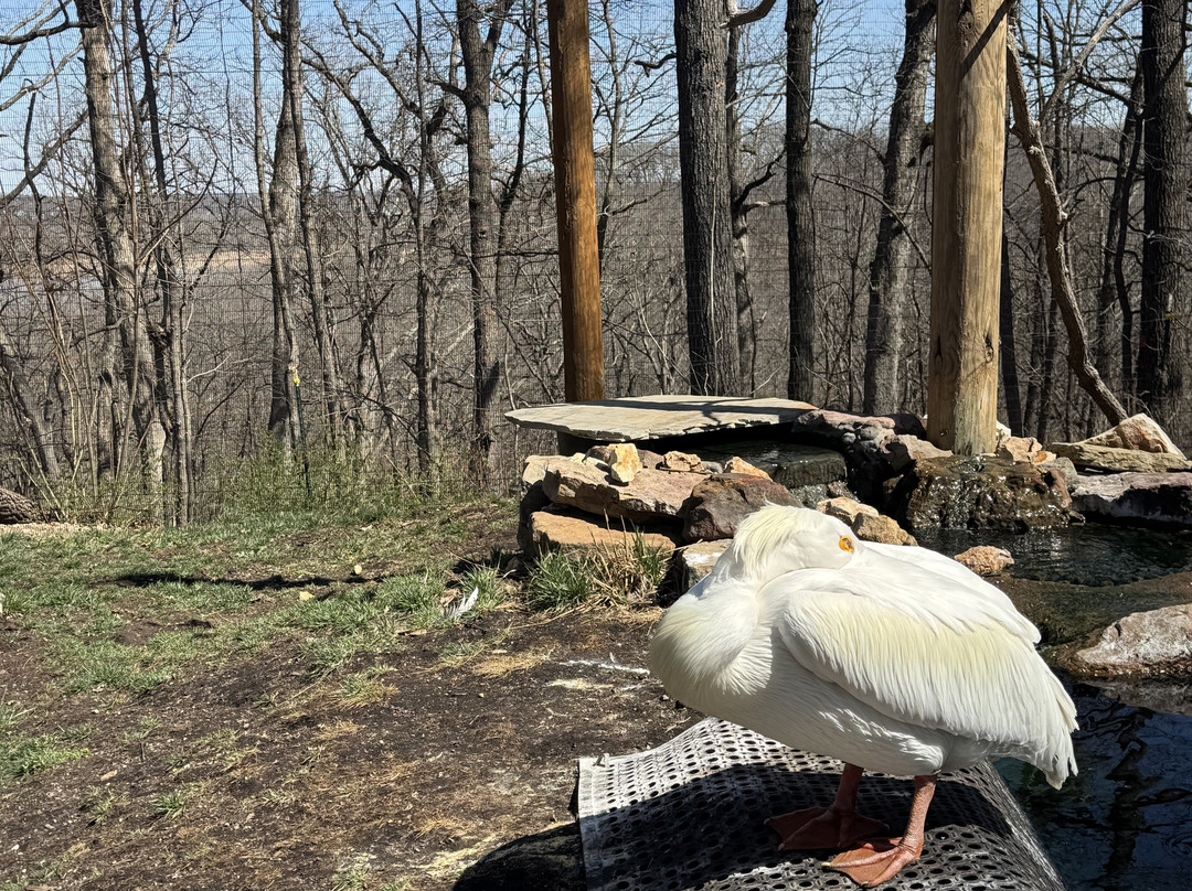 World Bird Sanctuary景点图片