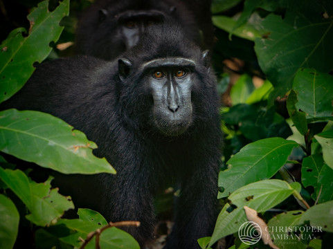 Ronronesia Sulawesi Tour by Christoper Tambanua