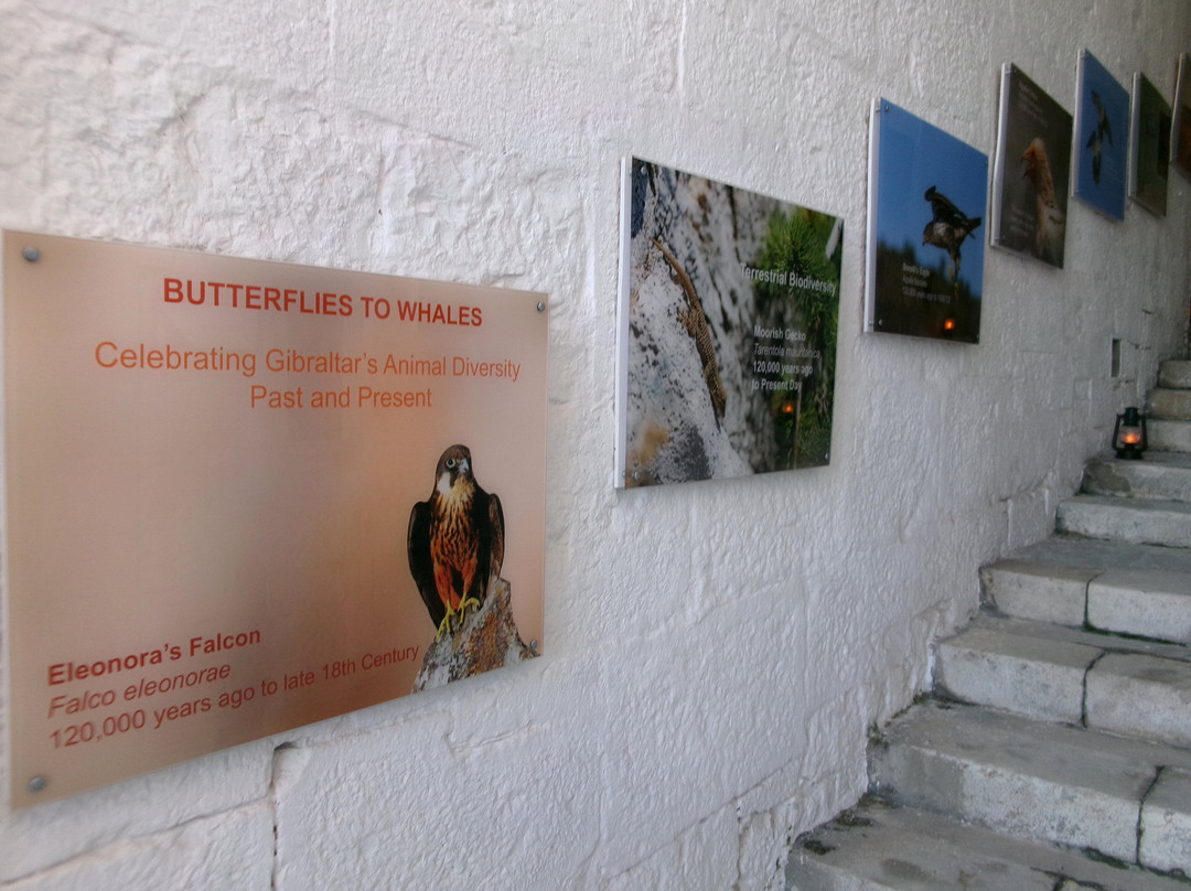 The Gibraltar Natural History Museum-Gibraltar Town必去景点