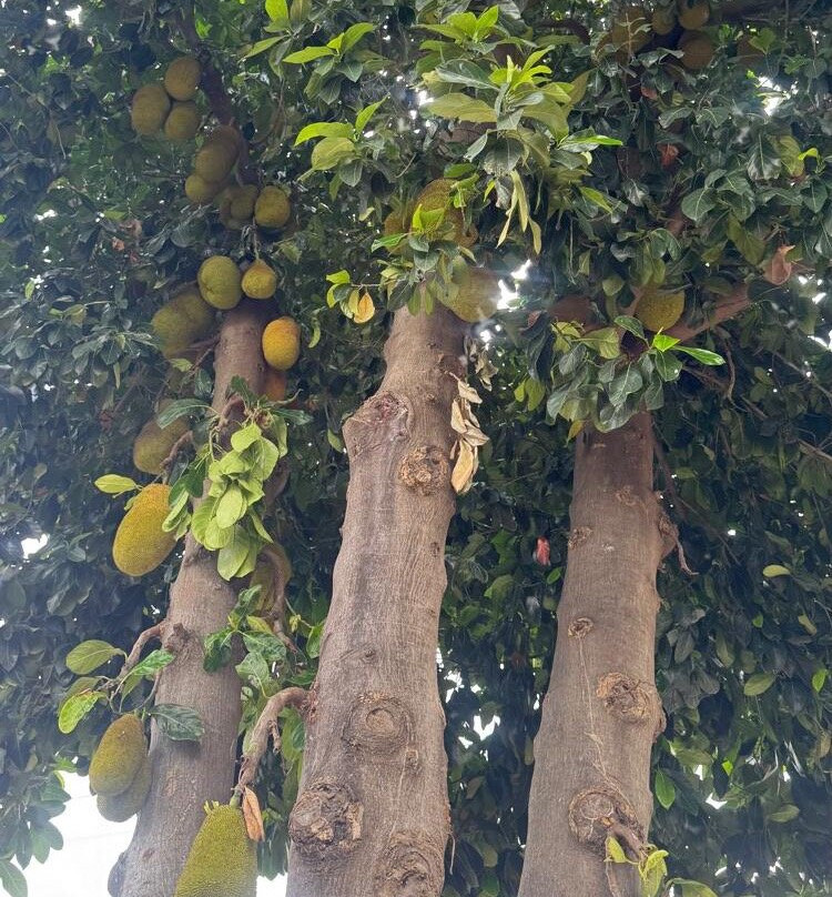 Praça dos Exageros-伊图必去景点