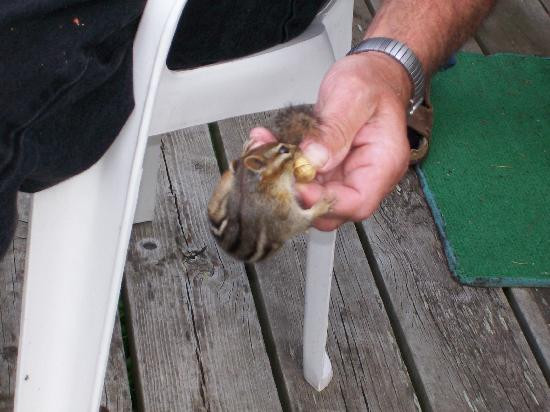 Pine Aire Resort主图