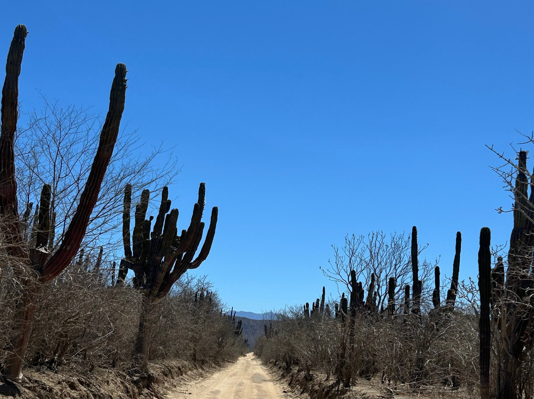 Baja Rock Pirates Backcountry Adventures景点图片