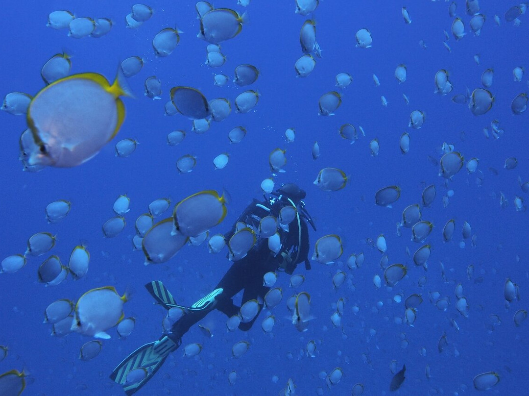 Sub-Tropic Adventures-Jamestown必去景点