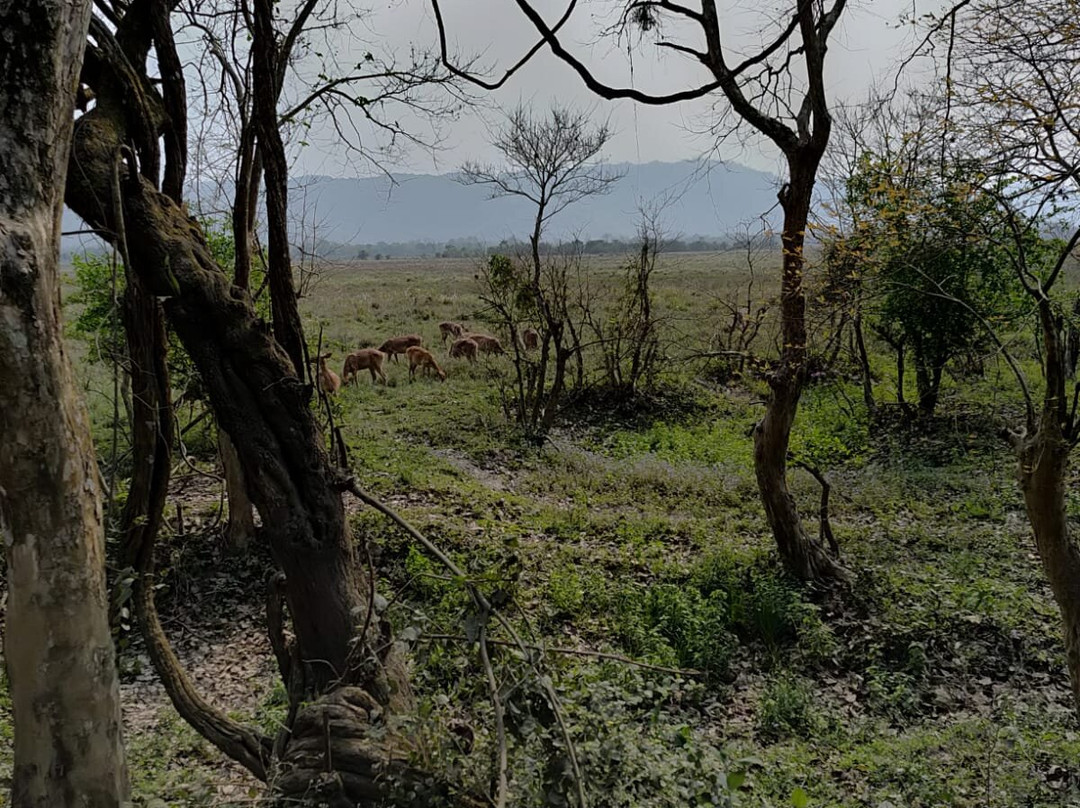 Kaziranga Jeep Safari Assam-Kohora必去景点