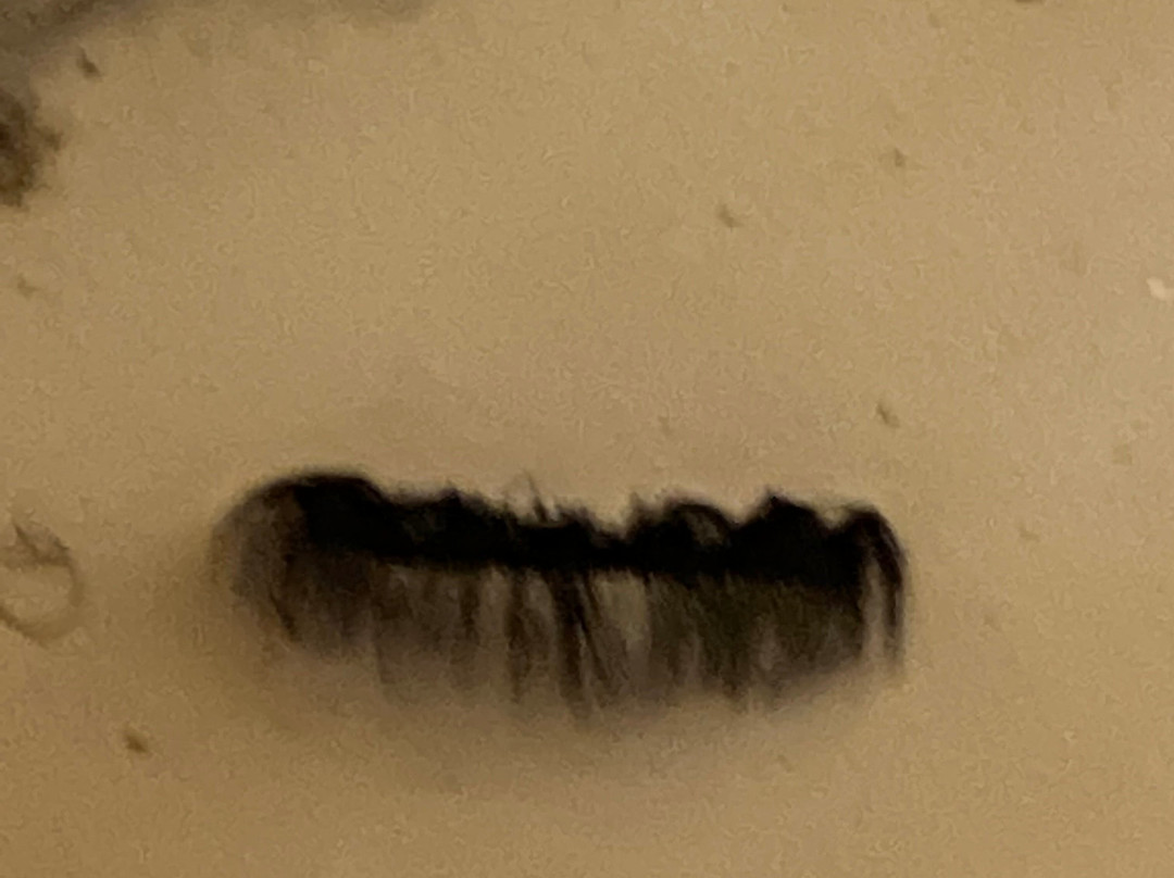 劳雷尔汽车旅馆主图