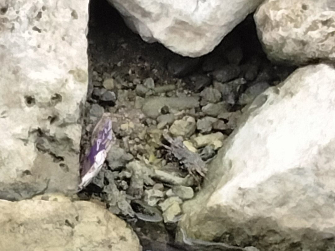 Curaçao Rif Mangrove Park-威廉斯塔德必去景点