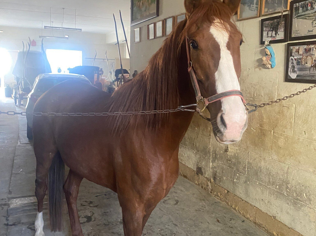 Lino's Stables-Xaghra必去景点