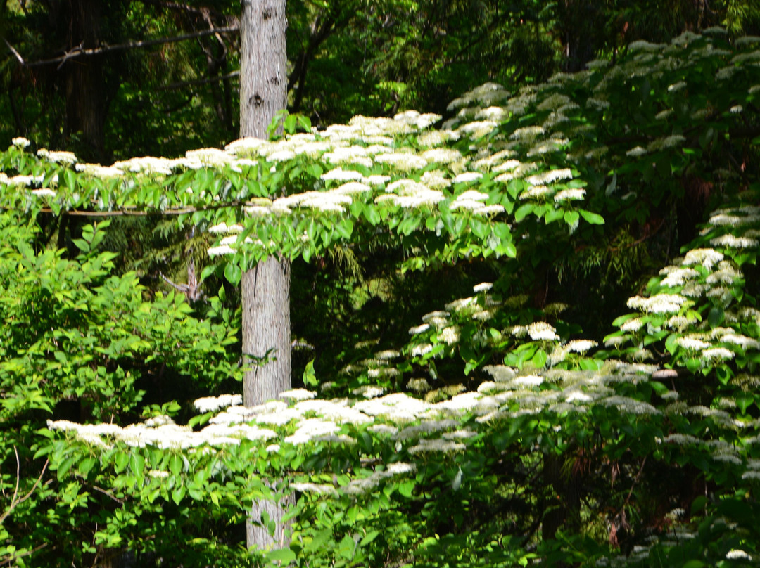 Nanasawa Forest Park-厚木市必去景点