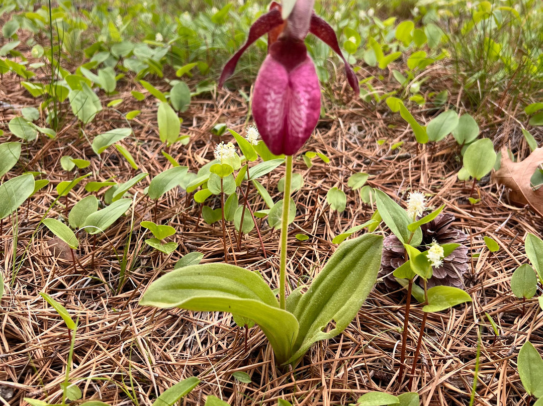 Beech Forest-普罗温斯敦必去景点