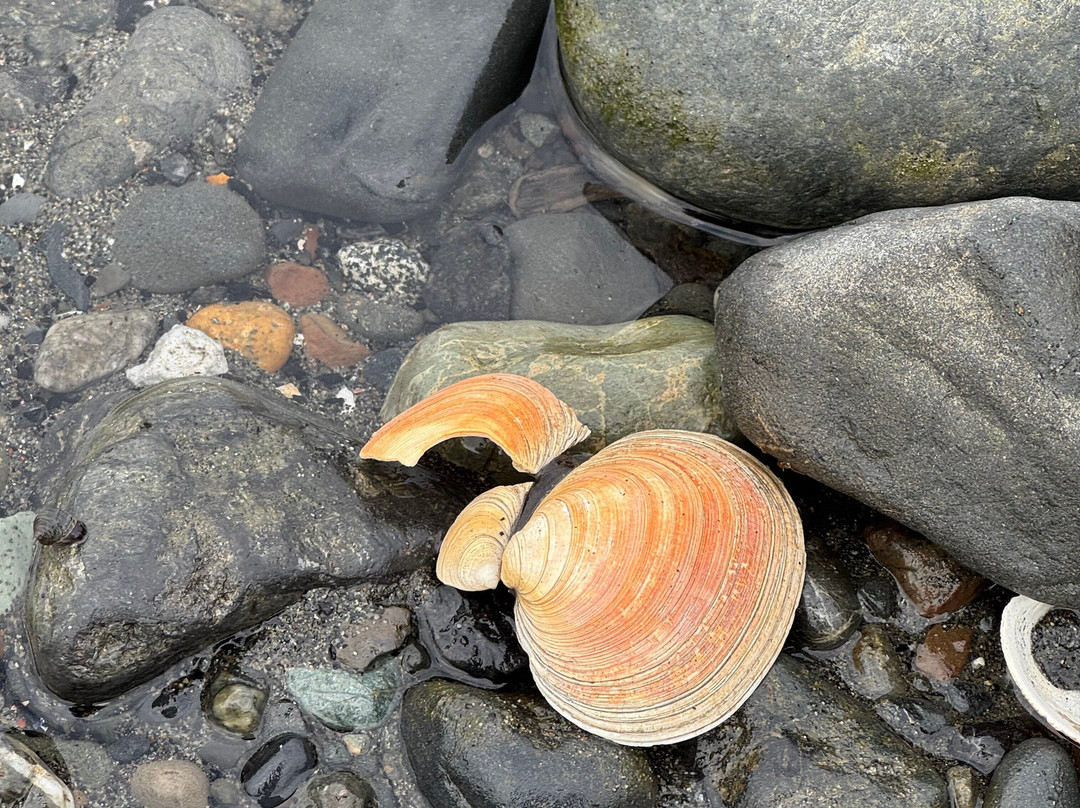 Driftwood Inn & Homer Seaside Lodges主图