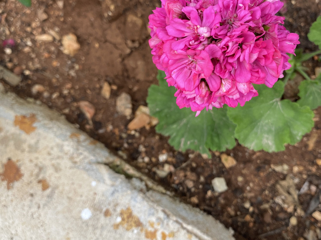 Bar Restaurant Corali