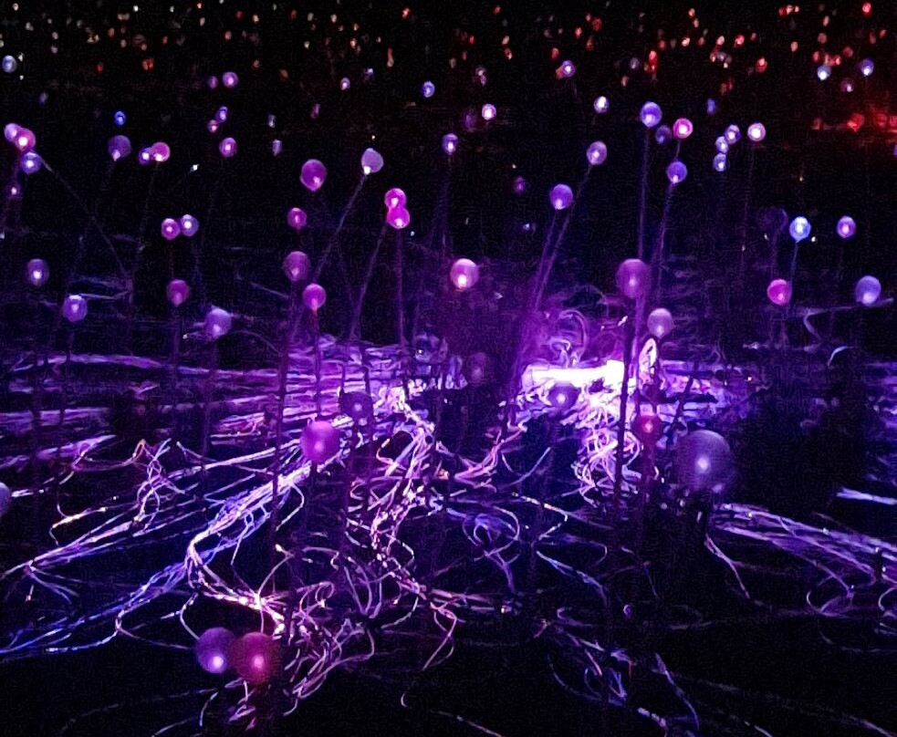 Field of Light-乌鲁鲁-卡塔丘塔国家公园必去景点