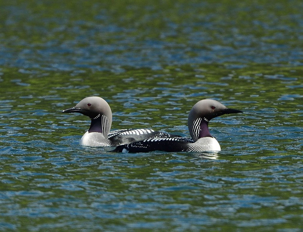Lady Anne Wildlife Cruises景点图片