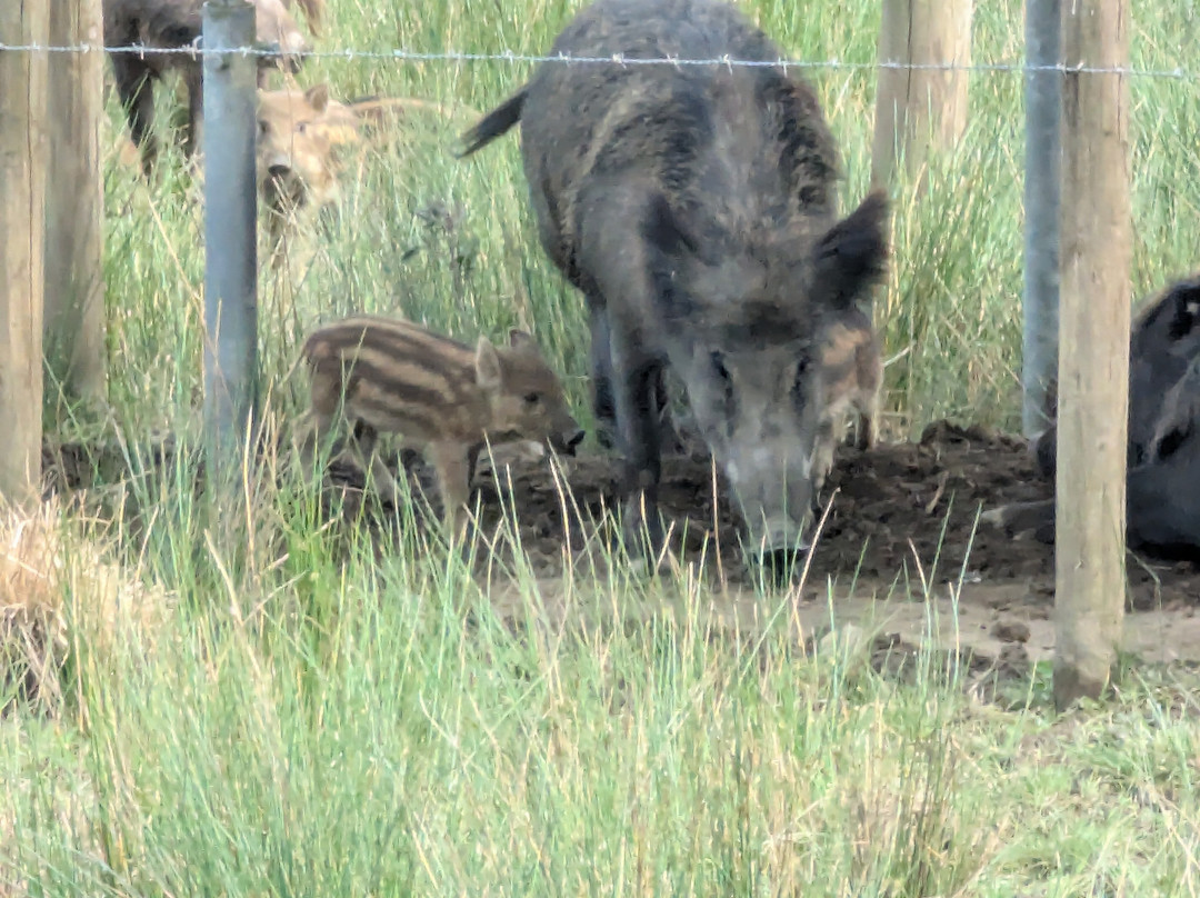 Bowland Wild Boar Park景点图片