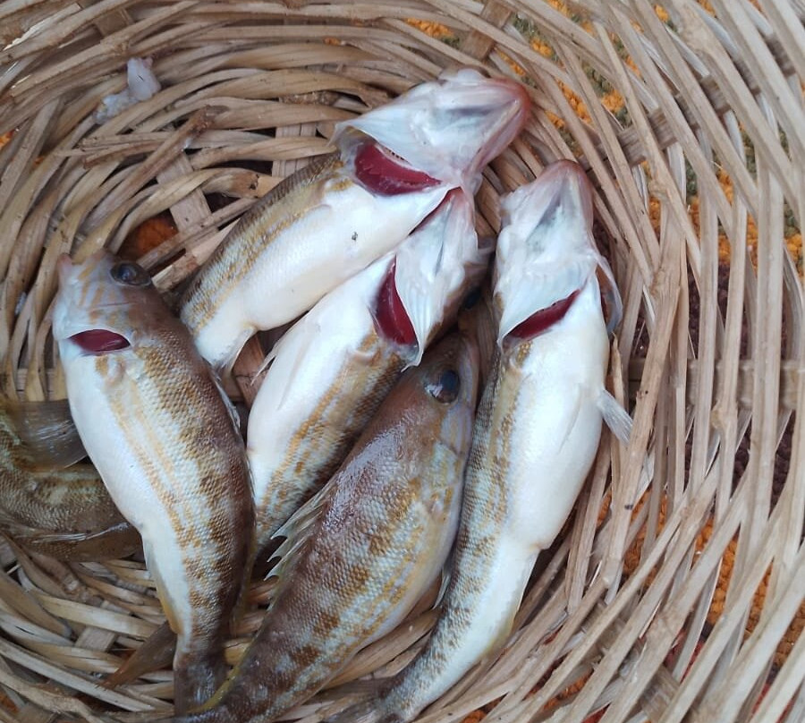 Fishing Trips Kalives景点图片