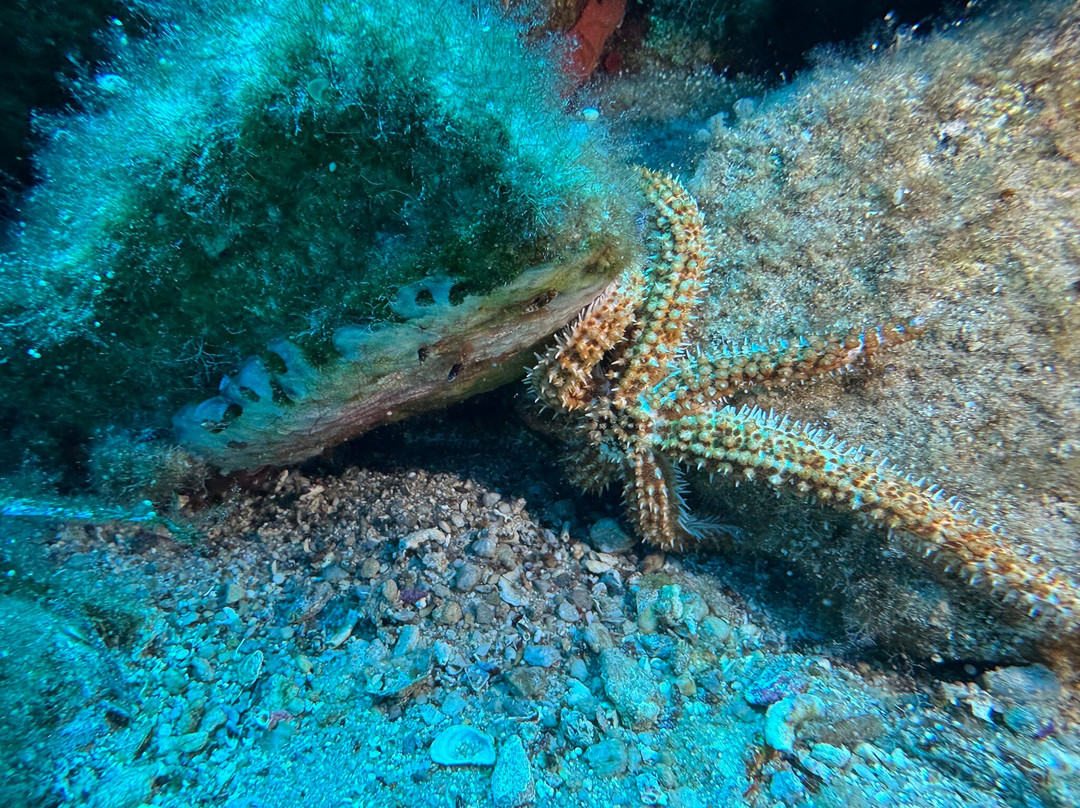 Arian Diving Centre-卡达米那必去景点