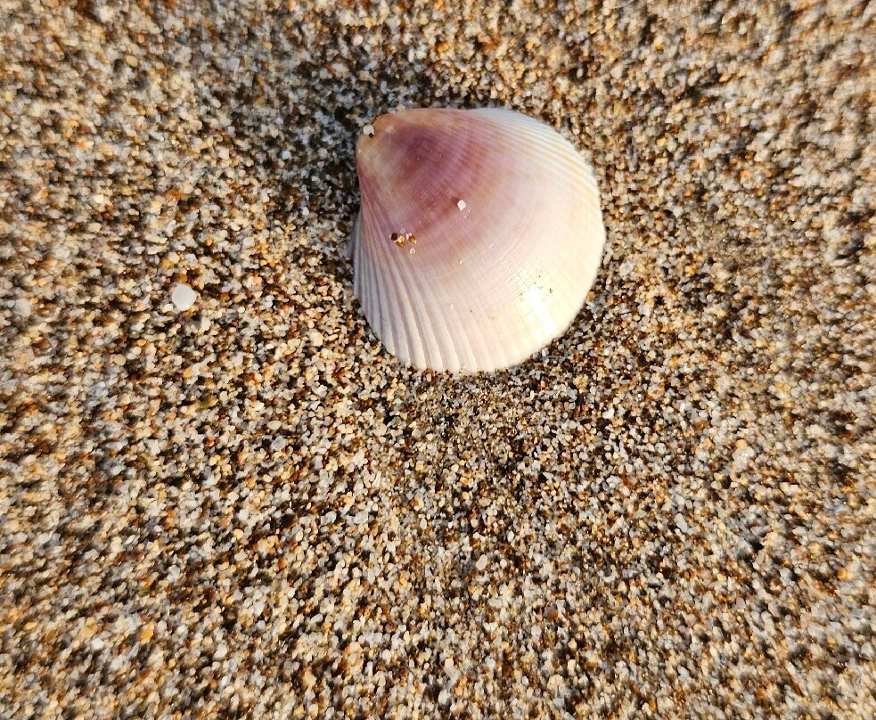 Divers Down-富查伊拉必去景点