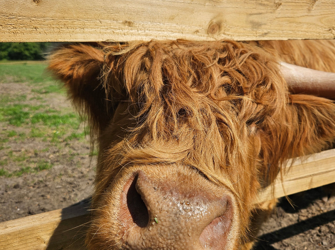 Highland Cow Cottage景点图片