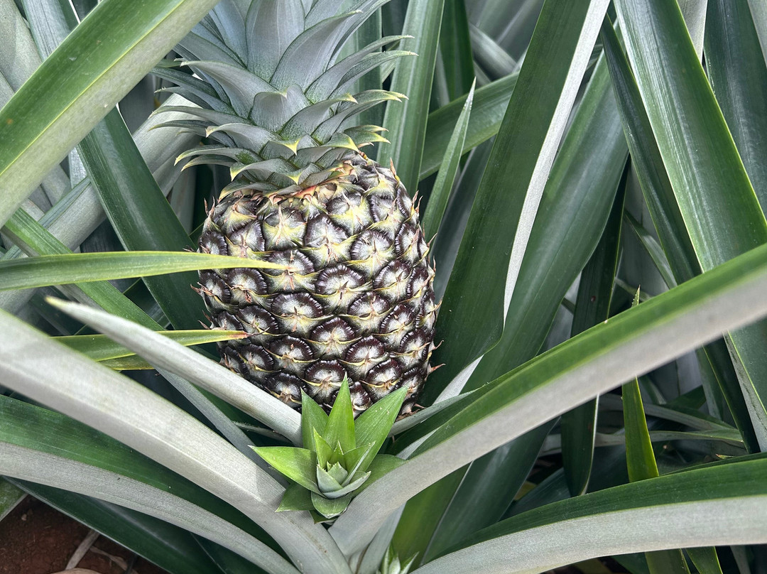 The Best Pineapple Tour Costa Rica景点图片