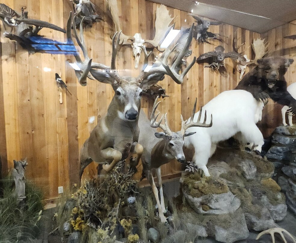 Canadian Wildlife Museum and Gift Shop-弗农必去景点