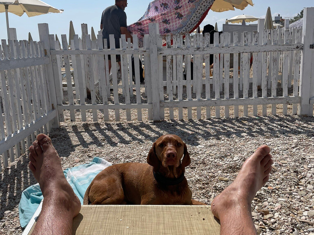 Scoby Doo Beach - Stabilimento Balneare Per Cani-塞尼加利亚必去景点
