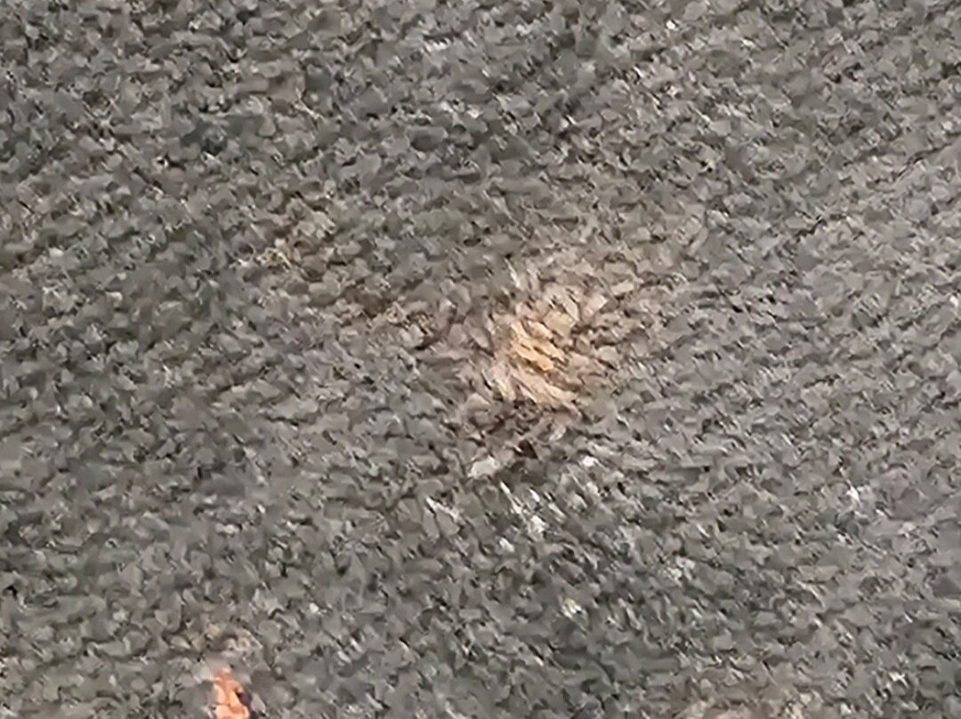 Brayford Guest House主图