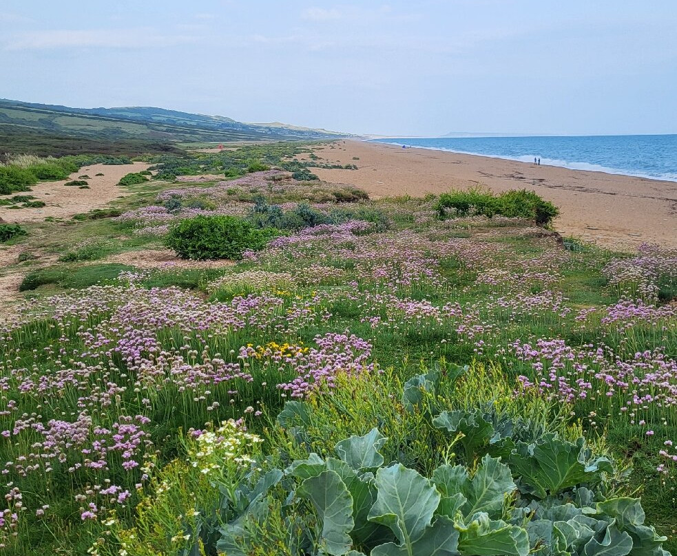 Hive Beach-Burton Bradstock必去景点