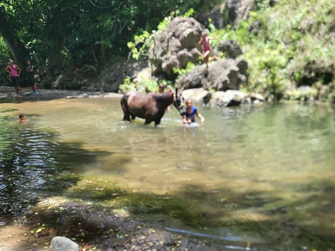 Kiosco La Anacahuita