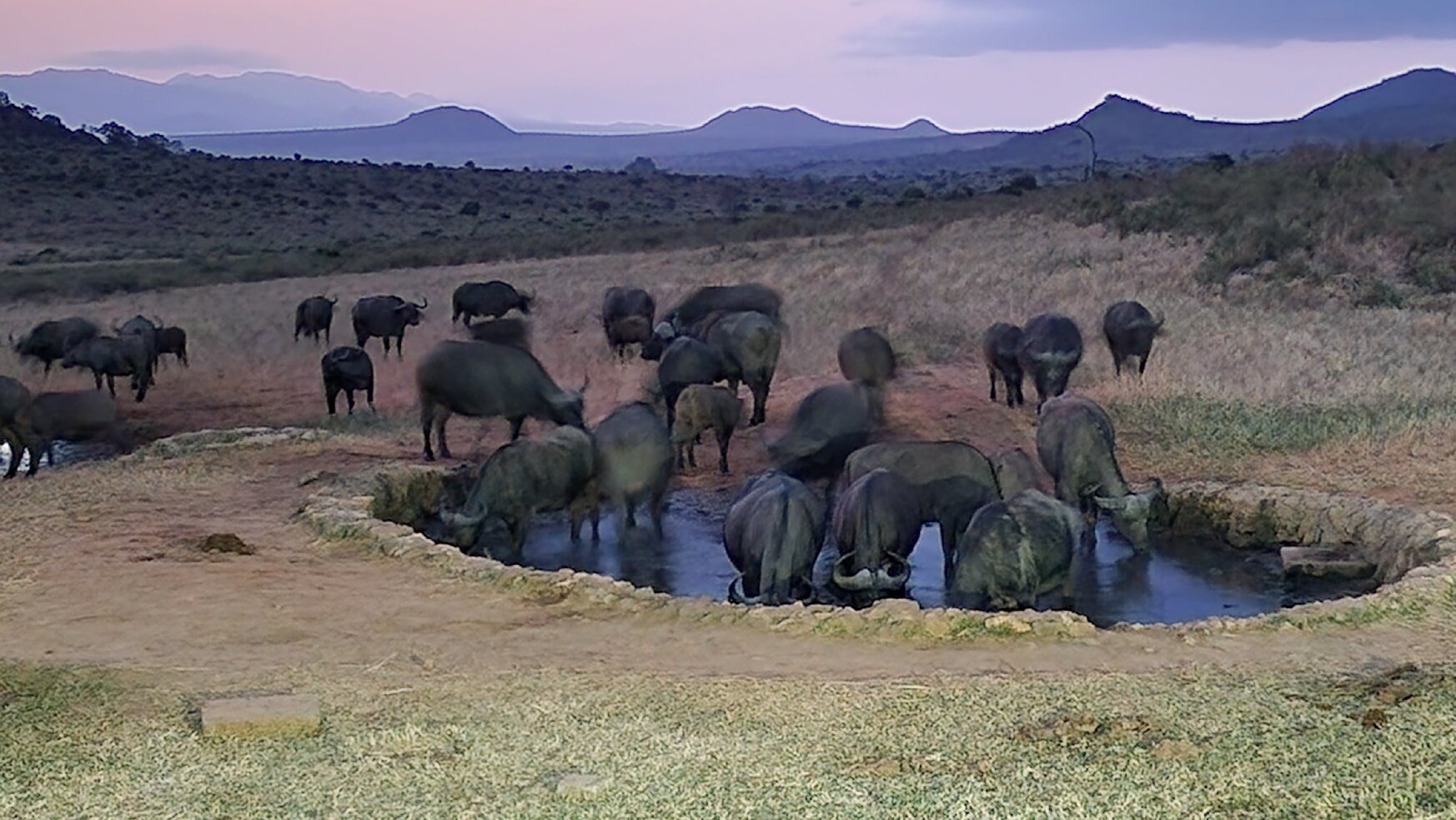 Ngulia Safari Lodge-官方