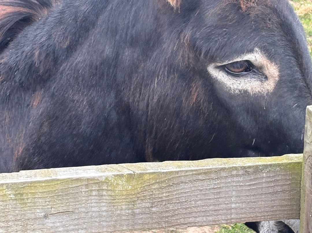 Radcliffe Donkey Sanctuary-Huttoft必去景点