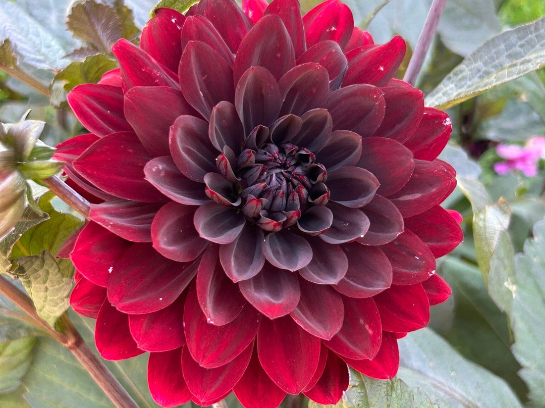 Inverness Botanic Gardens-因弗内斯必去景点