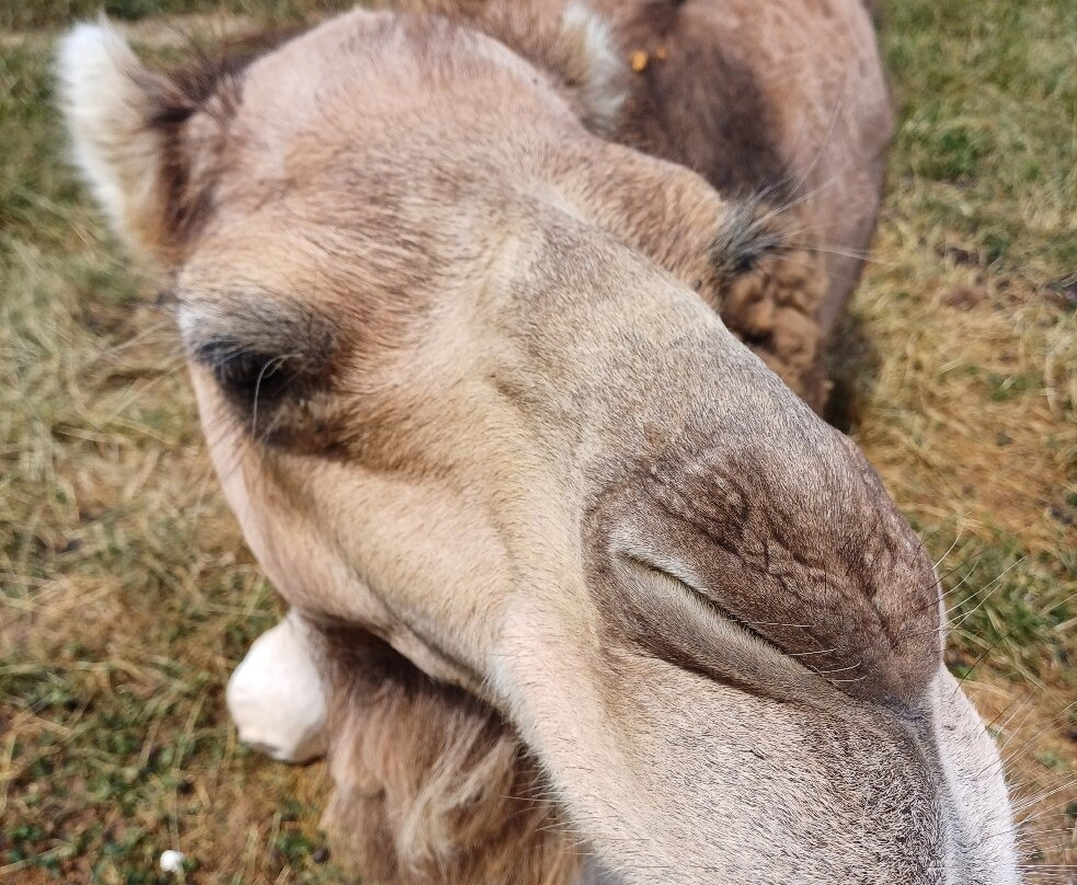 Z'animoland-Monbalen必去景点