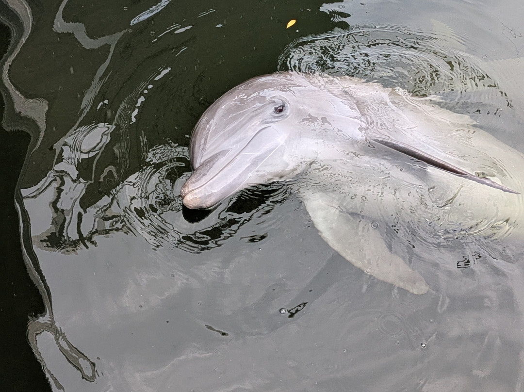 Dolphin Life-拉哥岛必去景点