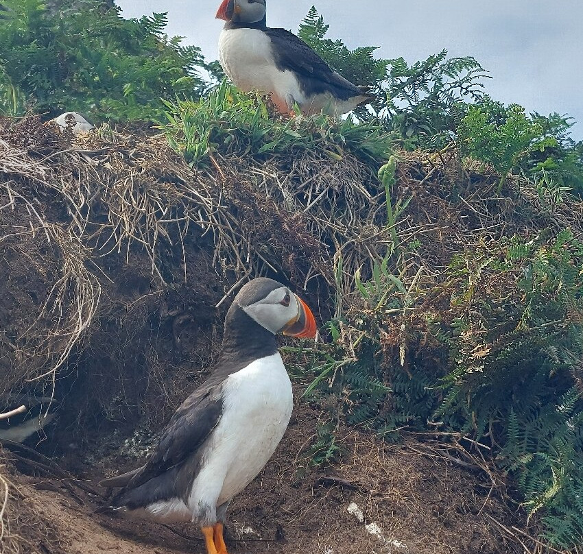Pembrokeshire Islands Boat Trips-Skomer Island必去景点