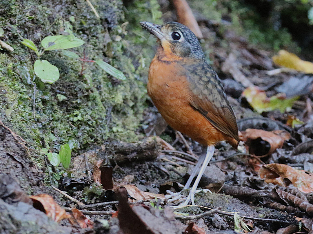 Hotel Quelitales主图