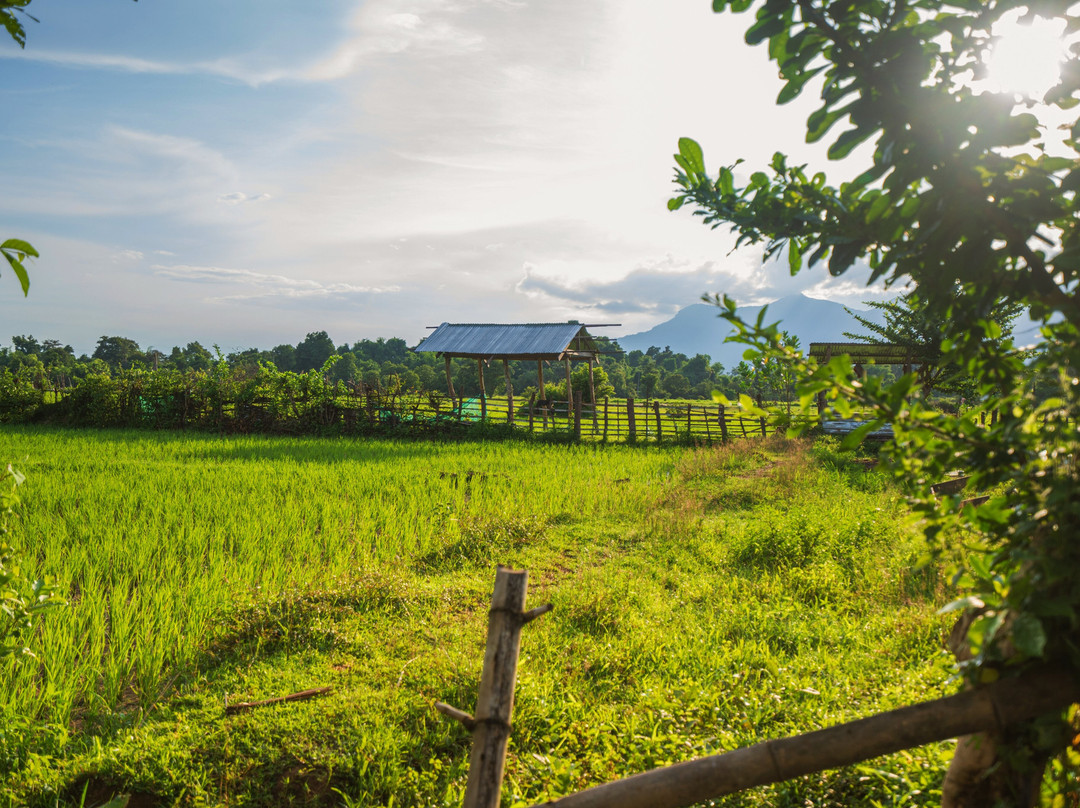 Don Daeng Island-占巴塞省必去景点