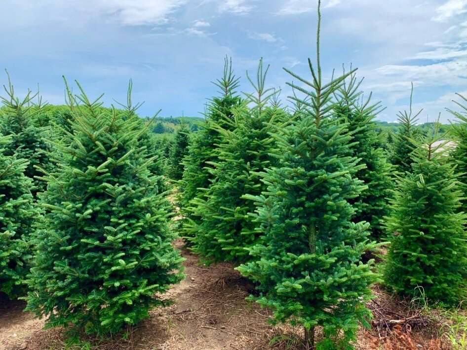 Dutchman Tree Farm-Manton必去景点