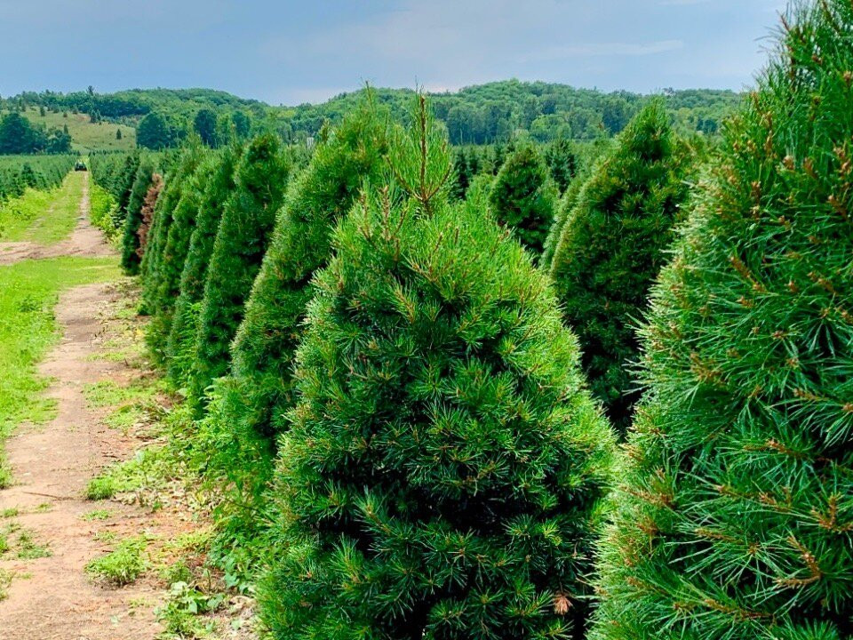 Dutchman Tree Farm-Manton必去景点