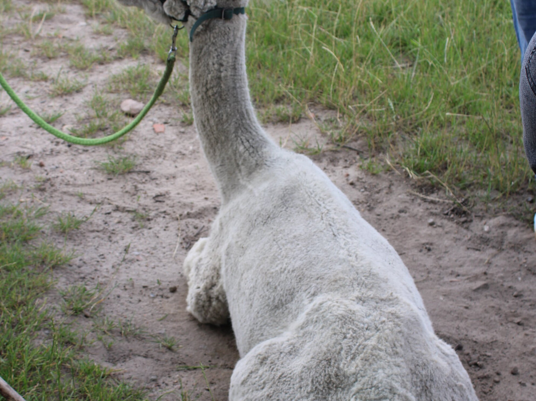 Seelenheil-Alpakas-Walsrode必去景点